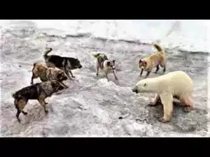 Video: SCARIEST Arctic Animals